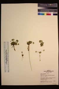 Draba lemmonii image